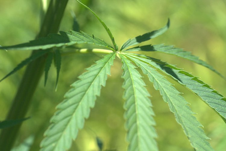 Conoce el efecto de la marihuana en el sistema circulatorio.