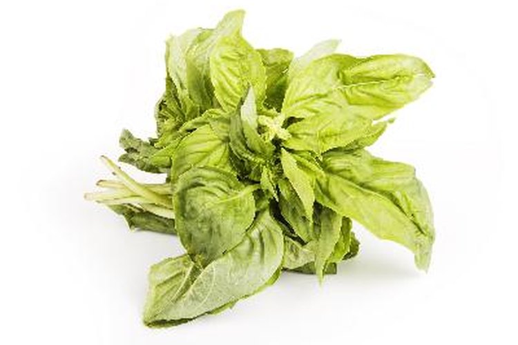 La Holy Basil, conocida también como Tulsi u Ocimum Sanctum es un arbusto pequeño y con ramas que se ha empleado en la antigua medicina Ayurvédica para tratar una variedad de males.