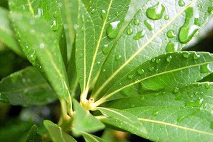 Busca alternativas naturales con ingredientes de origen vegetal.