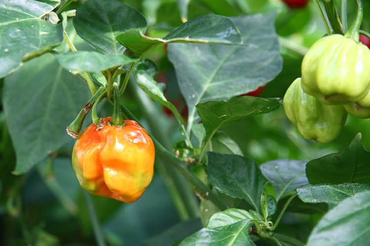 Habanero