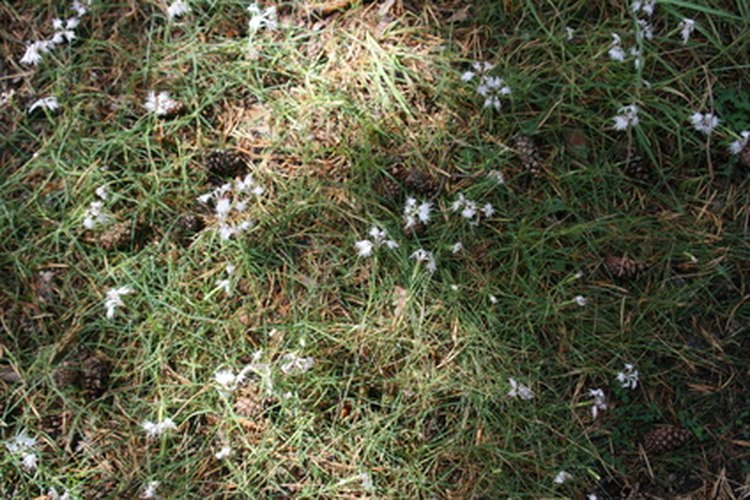 El uso excesivo de fertilizantes erosiona el suelo.