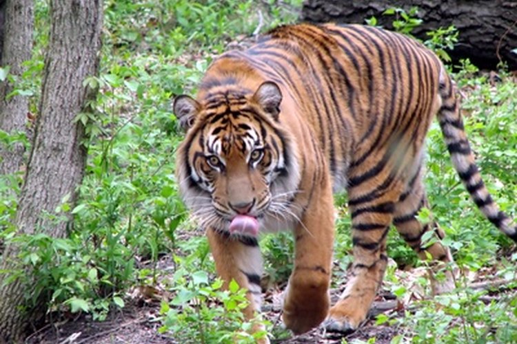El estilo Tigre de Kung Fu basa su técnica directamente en la del mismo depredador mortal.