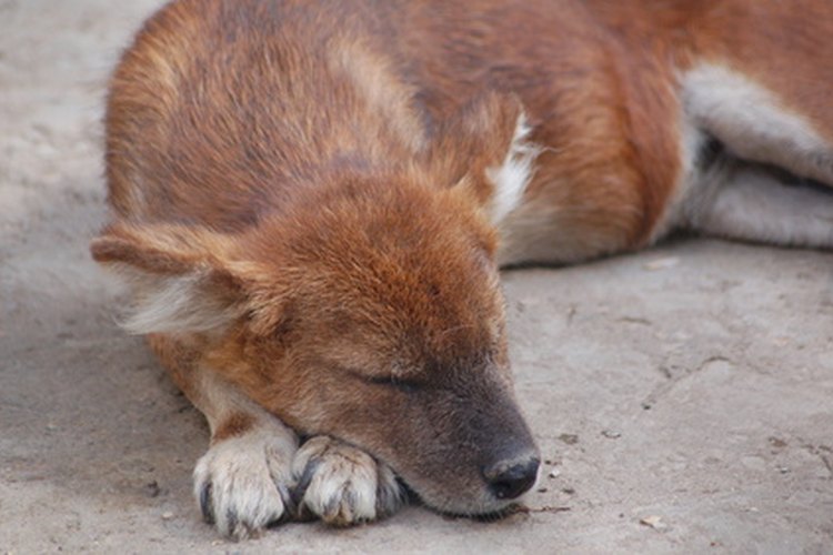 El carprofeno se usa para aliviar el dolor en perros.