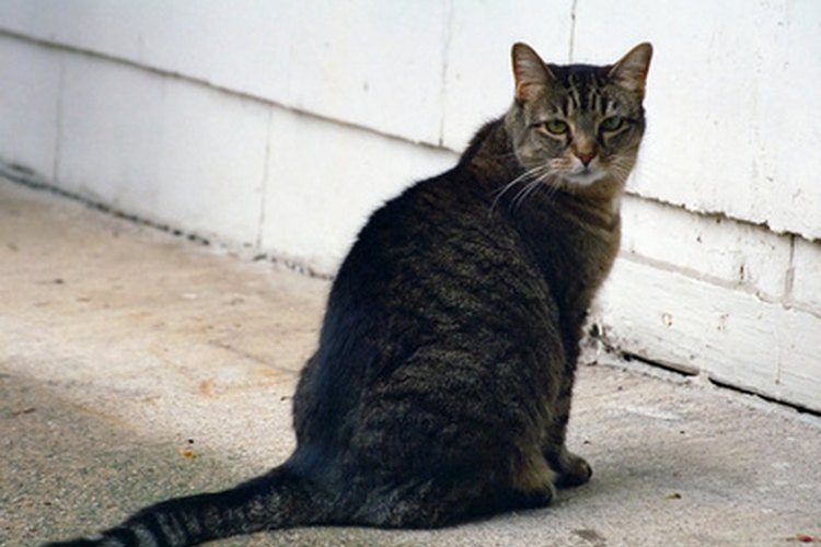 Las fracturas de cola a menudo causan daños en los nervios del gato.
