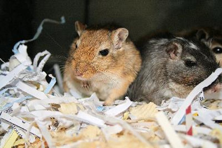 The Adult Size of a Gerbil | Pets on Mom.com