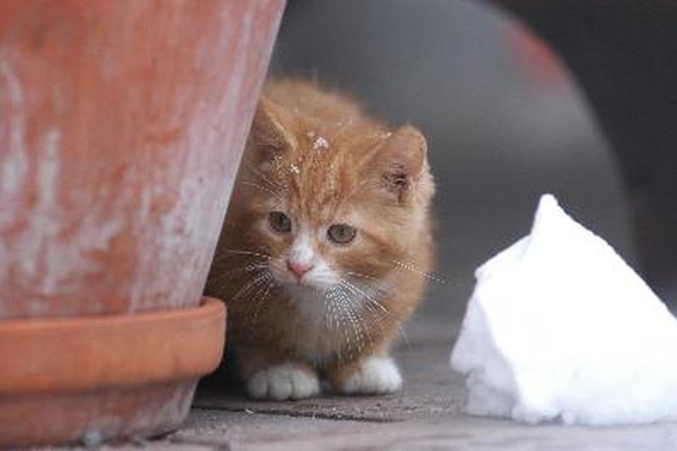 Cada gato adulto puede soportar un ayuno de 24 horas sin ningún efecto adverso sobre su salud. Los gatitos, sin embargo, no deben pasar más de cuatro horas sin comer.