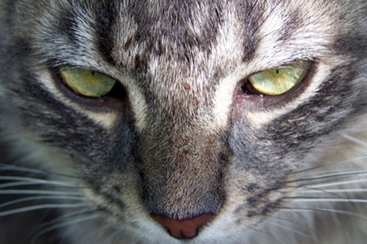 Si tu gato tiene tenias, puedes observar segmentos pálidos de gusanos alrededor de su área trasera o en su materia fecal.