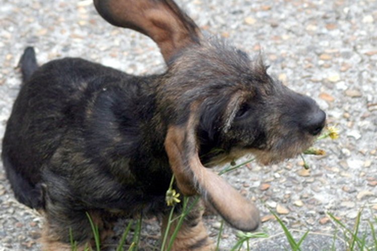 Si tu perro se rasca sus orejas, es posible que tenga una infección.