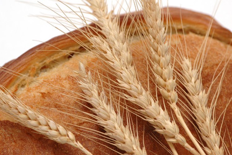 Las bayas de trigo germinan en brotes de trigo altamente nutritivo para el pan.