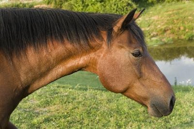 Los caballos pueden ser vacunados contra el virus del oeste del Nilo.