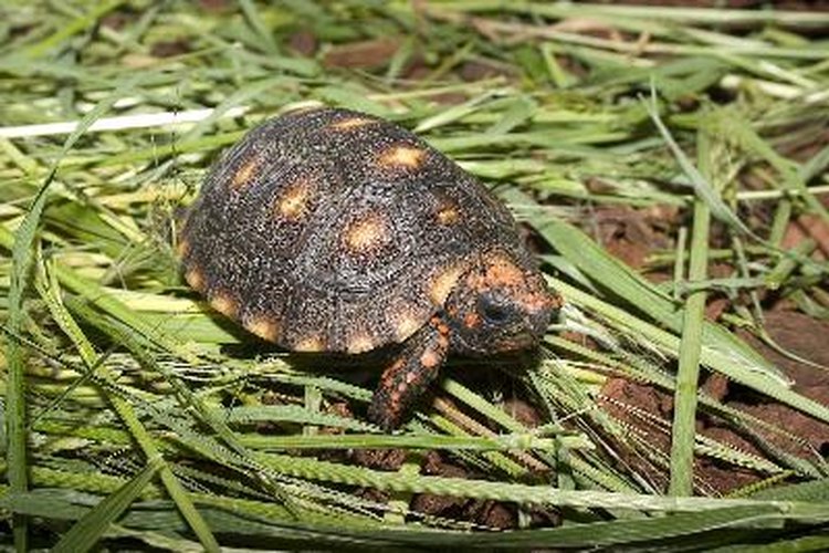 CDC - Tiny turtles continue to make people sick, especially young