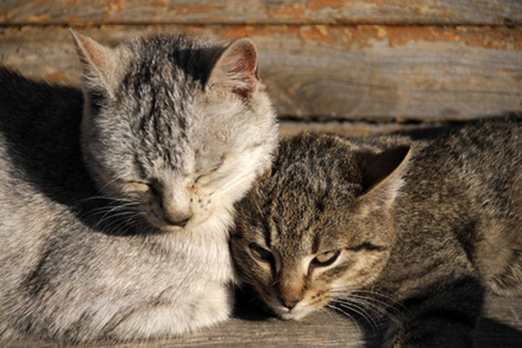 Los gatos y las personas pueden adquirir infecciones bacterianas que usualmente requieren antibióticos.