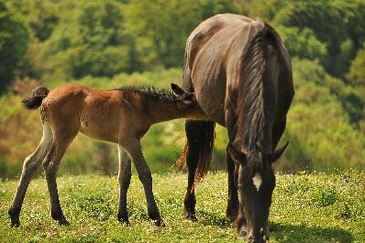 El tétano es una infección peligrosa y si no se trata a tiempo el caballo puede morir.
