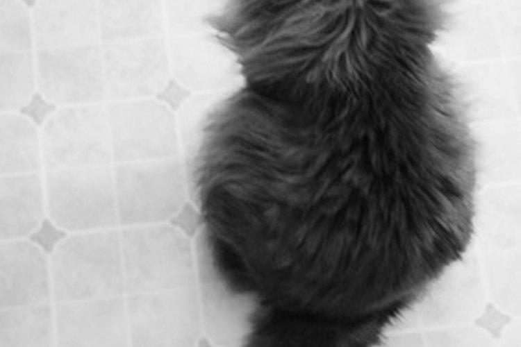 Las lesiones de la cola del gato pueden ser diagnosticadas por un veterinario.