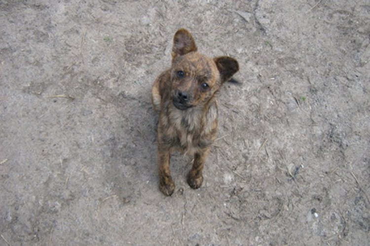 La dosis de Metacam se pueden adaptar para satisfacer incluso al perro más pequeño.