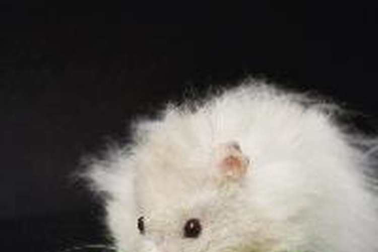 black and white teddy bear hamsters
