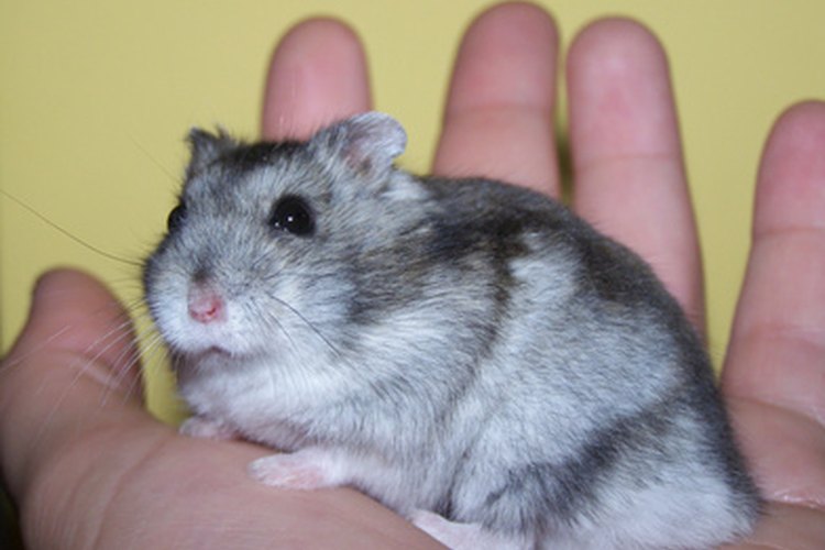 Lifespan of Dwarf Hamster.