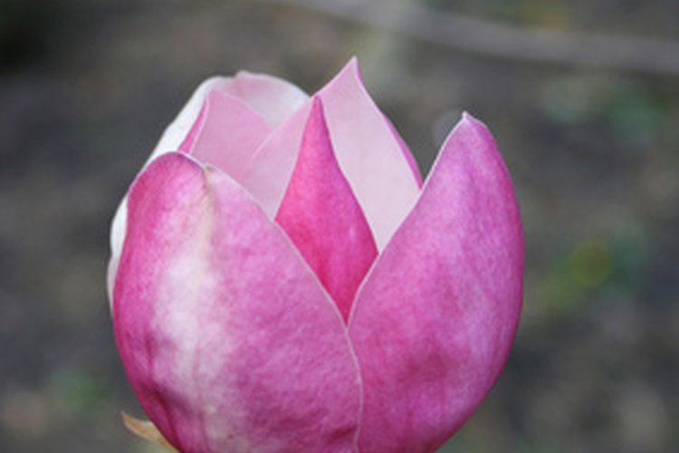 La flor de magnolia despeja los conductos nasales.