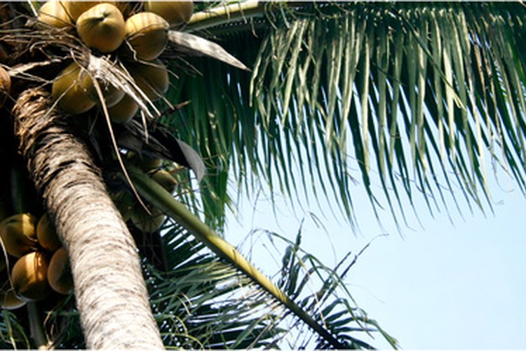 El aceite de coco es más saludable en su forma más natural y sin refinar.