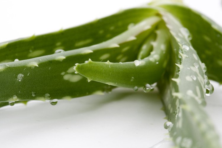 Las hojas del aloe vera contienen un sustancia espesa, similar a la gel.
