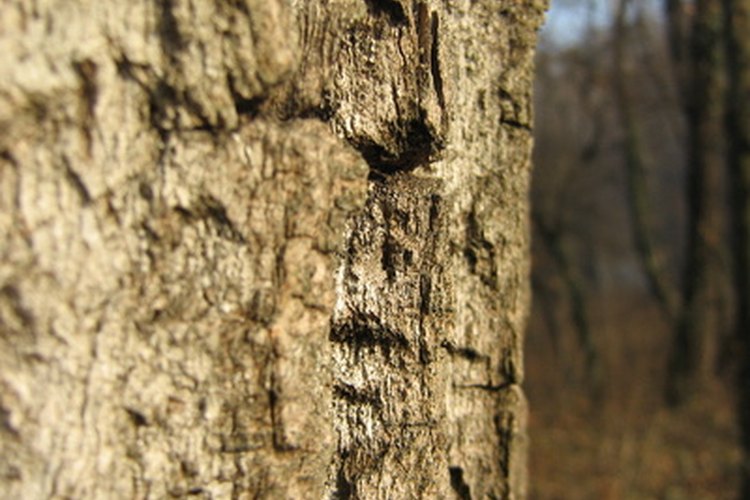 La corteza de la acacia es molido en un fino polvo antes de usarse.