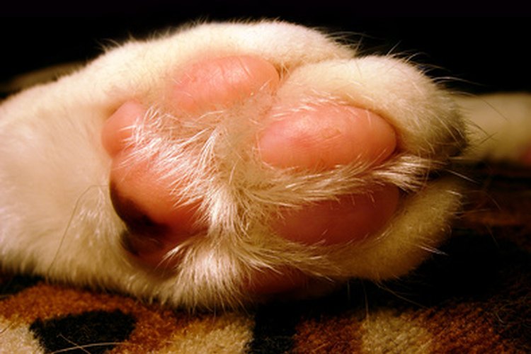 Pata de almohada.