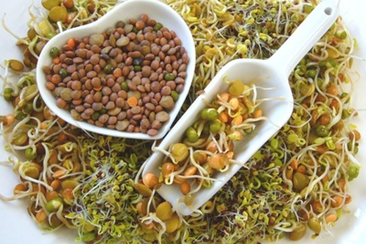 Los brotes son semillas en germinación que contienen azúcares simples, vitaminas, minerales, antioxidantes y clorofila.