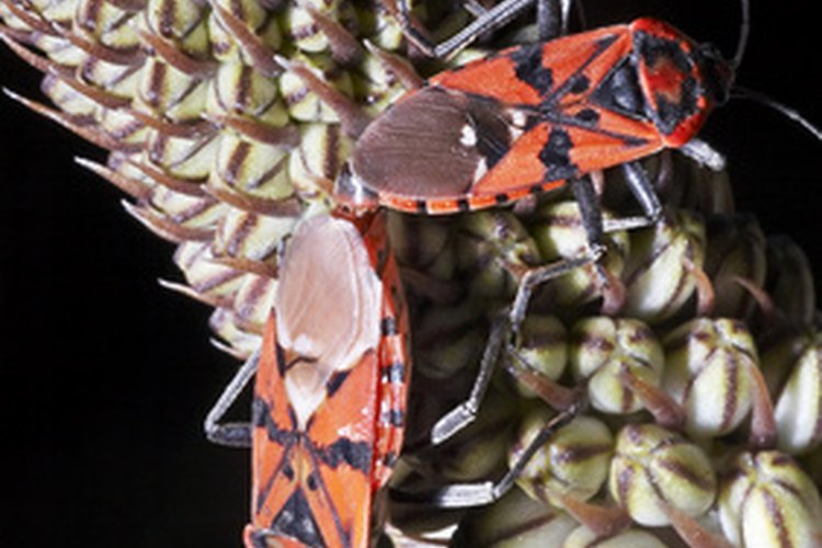 En algunos casos, la mordedura de un insecto parásito como la chinche puede causar una roncha o una erupción cutánea.