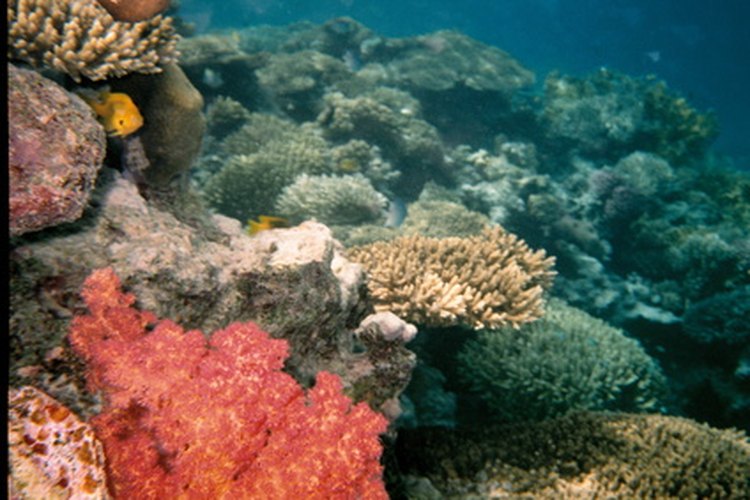 La belleza de un arrecife de coral oculta sus peligros.