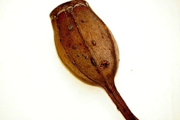 El aceite de la fruta del eucalipto mata a esta bacteria.