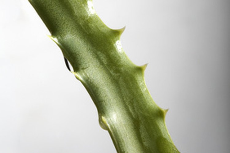 Evita el látex del aloe vera si eres sensible.