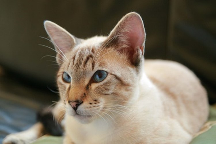 Las orejas calientes en tu gato pueden ser una señal de que algo está mal.