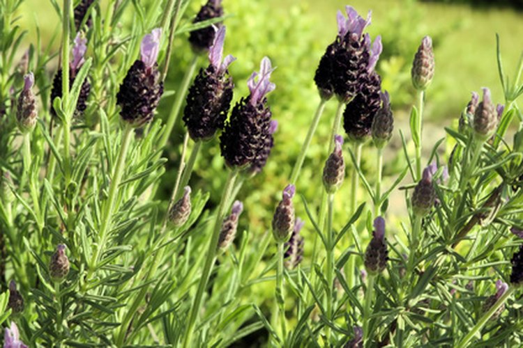 Inhalar esencia de lavanda tiene un efecto tranquilizante.