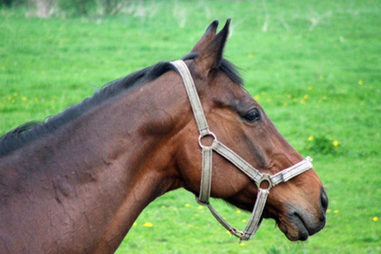Los caballos están sujetos a una variedad de enfermedades y condiciones.