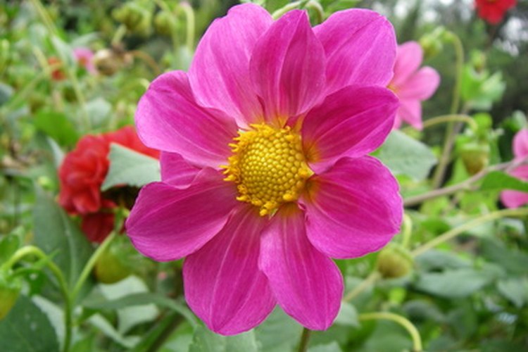 Flores vivas.