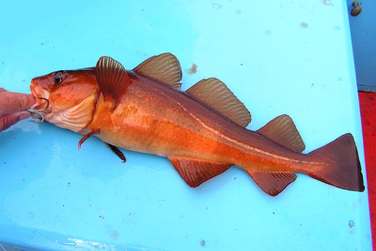 El hígado del bacalao contiene un nutritivo aceite.
