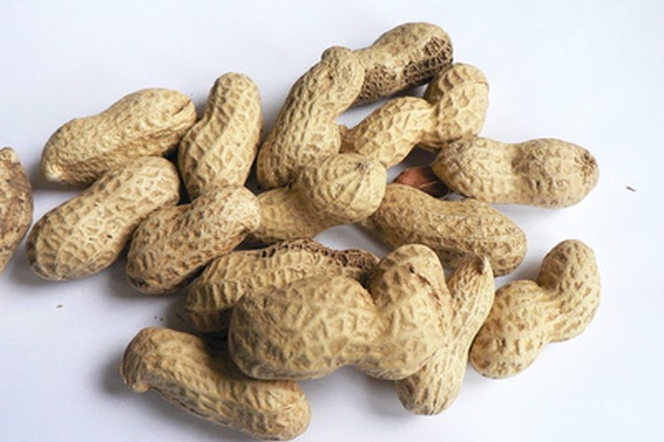 El maní es rico en proteínas y grasas insaturadas saludables.