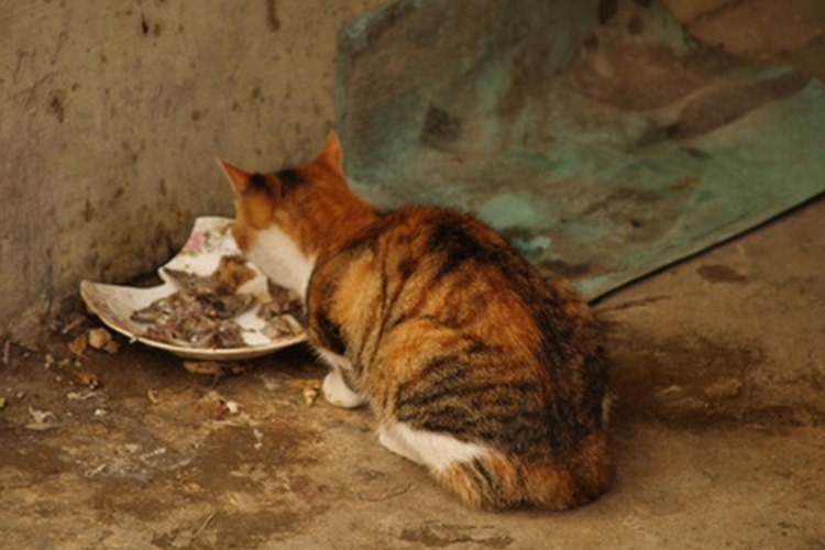 Los gatos saludables tienen un apetito saludable.