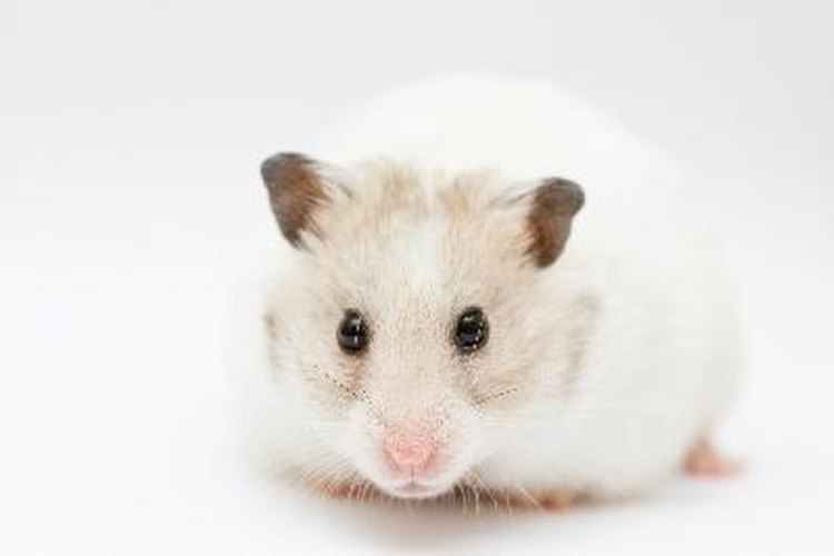 What's the life expectancy of a Syrian Hamster? (According to your own  experiences) : r/hamsters