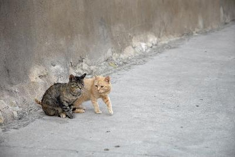 Para confirmar el dianostico, es necesario realizarle radiografias al gatito para saber dónde se encuentra la fractura.