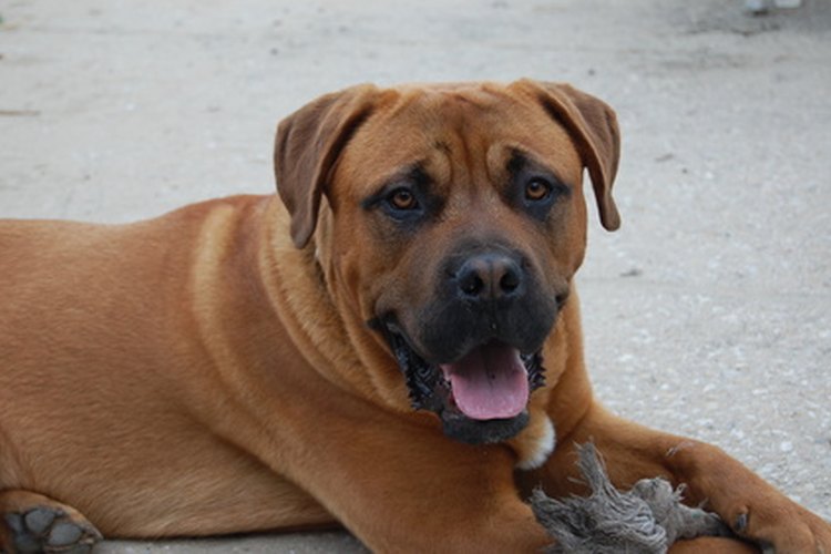How to Figure Stud Fees When Breeding Dogs