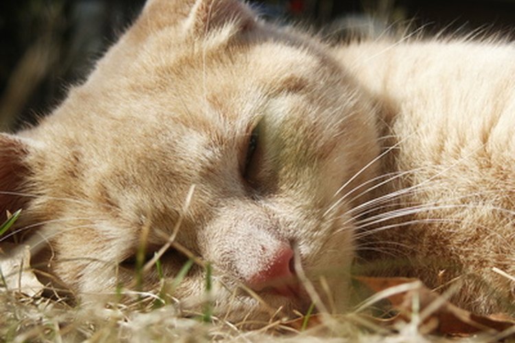 Los gatos mayores orinan con mayor frecuencia debido a que sus vejigas están debilitadas.