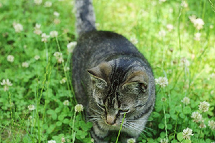 Muchas hierbas medicinales ofrecen beneficios seguros para los gatos.