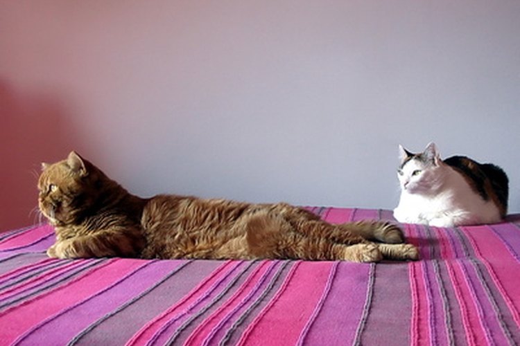 Los excrementos de gato a menudo llevan enfermedades y parásitos.