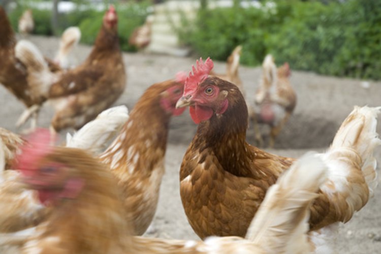 La alimentación del ganado se complementa a menudo con bentonita de sodio, sin efectos adversos aparentes.
