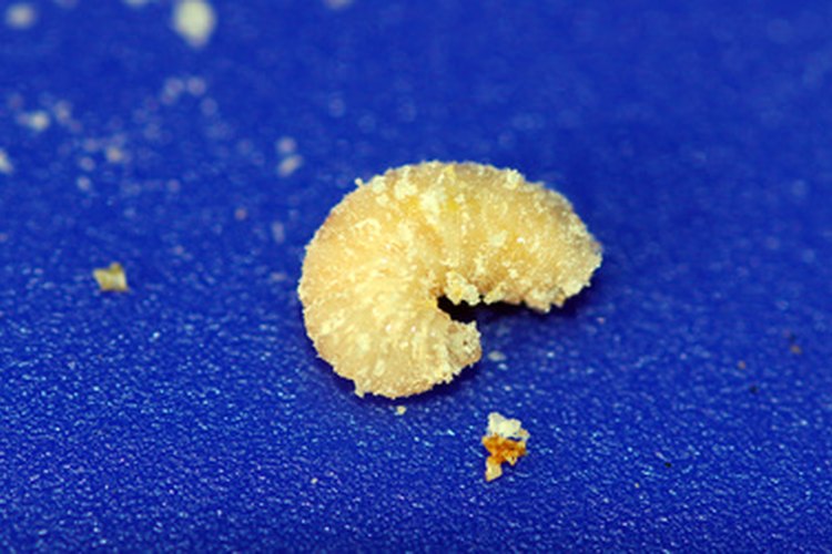 Larva.