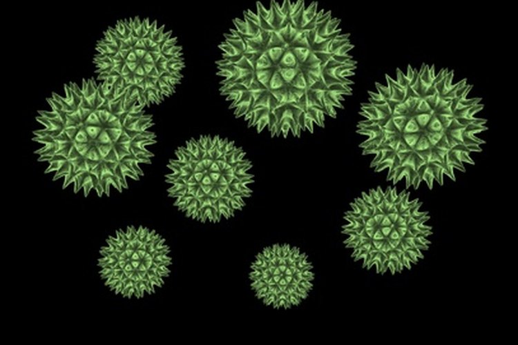 El virus que come carne es una infección bacteriana que es comúnmente causada por un tipo muy fuerte de bacteria estreptocócicas (estreptococos del grupo A).