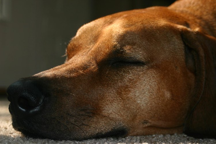 Tu perro dormirá la primera noche después de la cirugía.