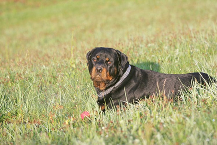 Signos De Una Rottweiler Embarazada Muy Fitness