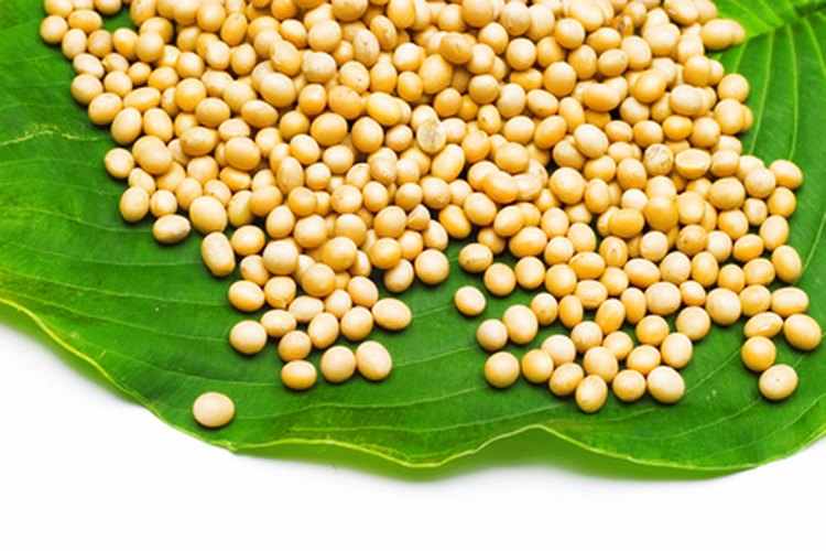 Los granos de soja (soy beans) y productos de soja son los únicos alimentos de origen vegetal que proporcionan proteínas de alta calidad.
